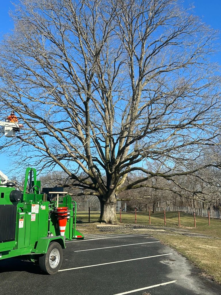 Large oak tree being prepared for removal with wood chipper truck nearby
