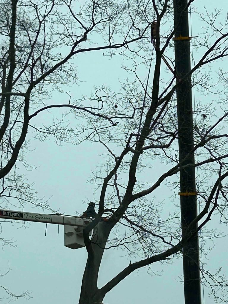 Garrison's Tree Service bucket truck working high in a tree canopy