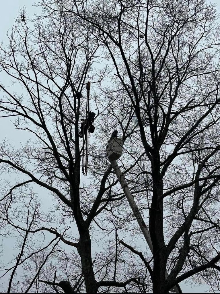 Climber silhouetted against the sky while working high in a tree