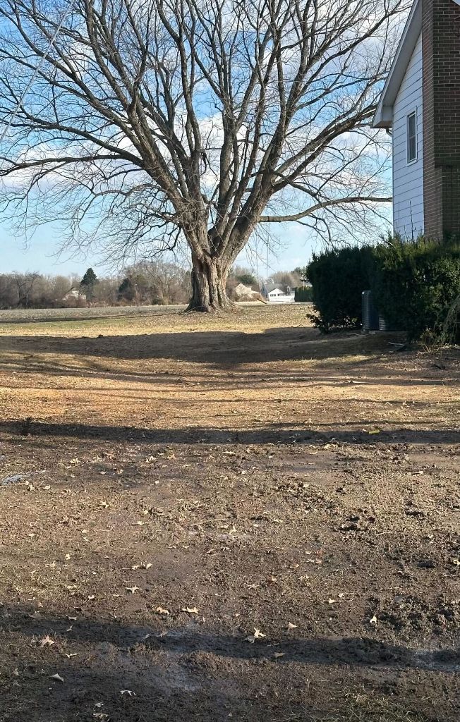 Fully cleared and cleaned up lot after tree removal work