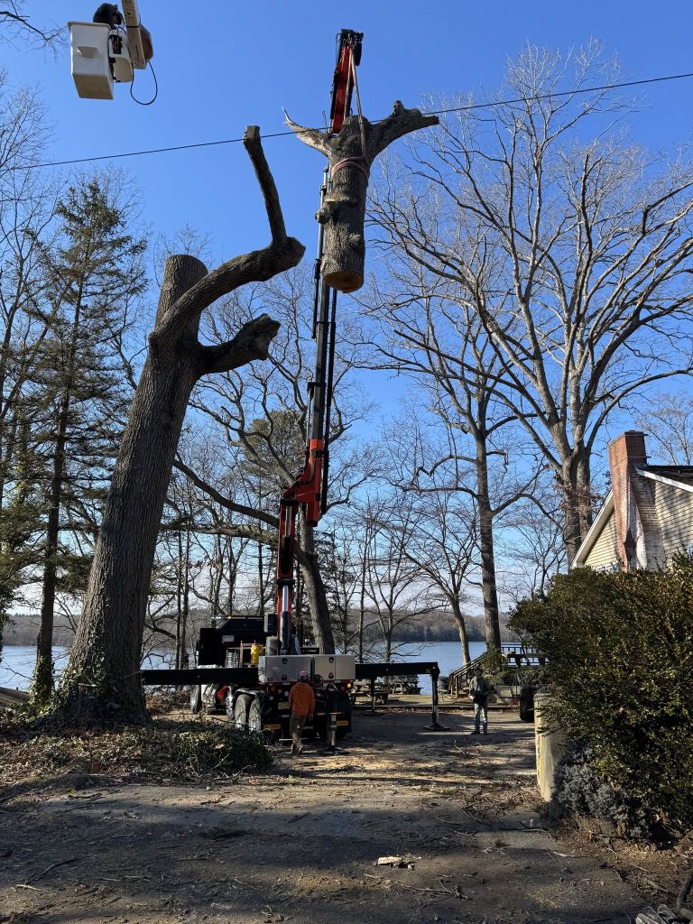 Tree service crew working in Elmer NJ