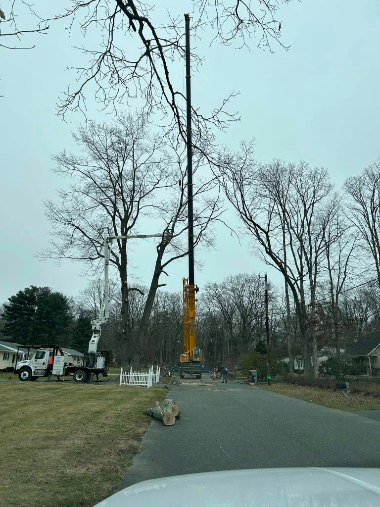 Tree service crew working in Deptford NJ