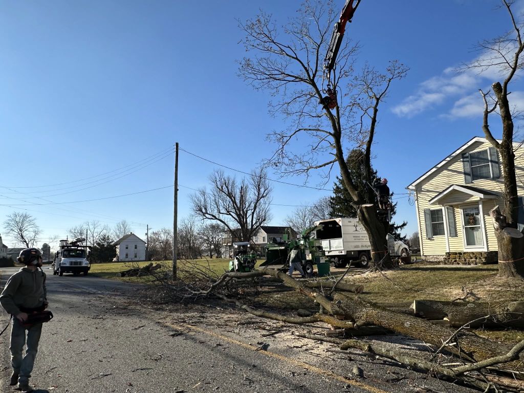 Crane-assisted tree removal along a residential street