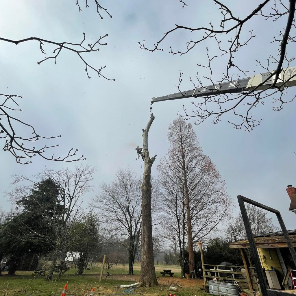 Garrison's Tree Service crane removing a large dead tree