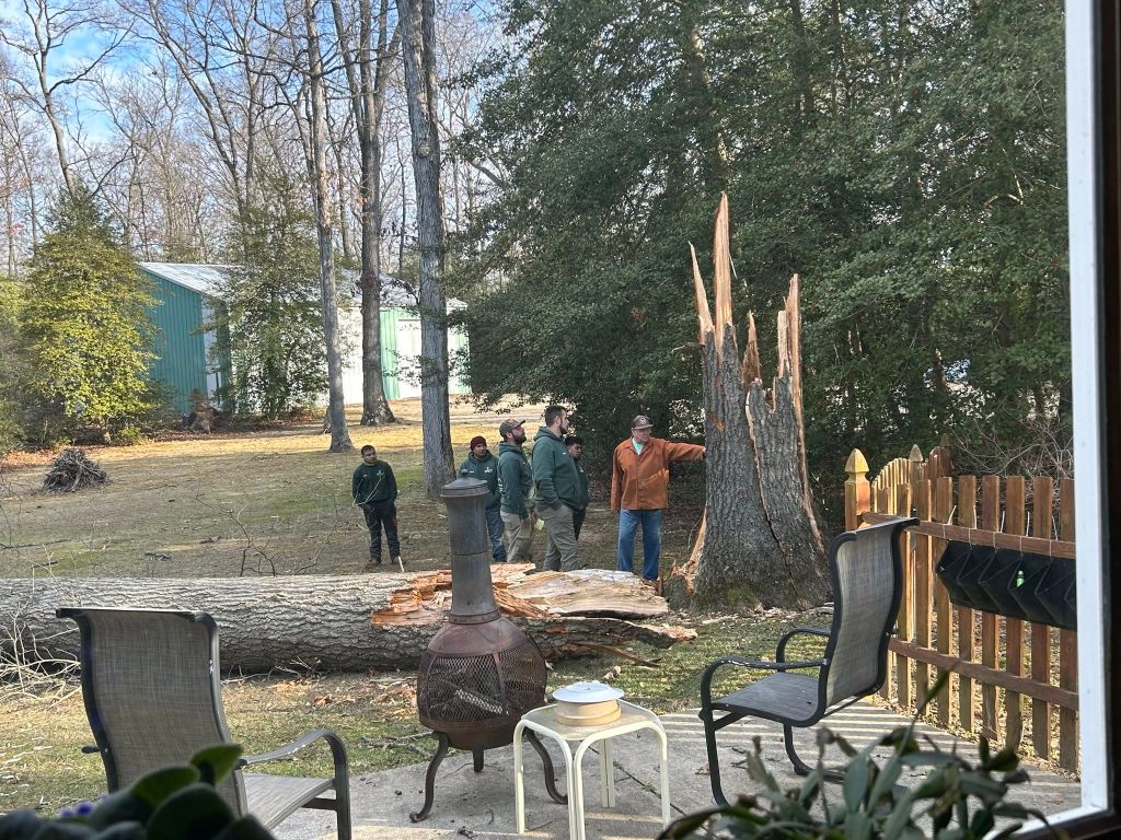 Garrison's Tree Service crew assessing a large fallen tree in a backyard