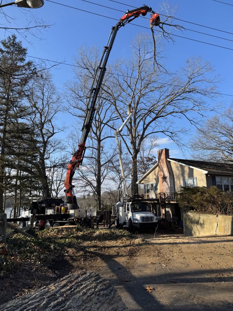 Two crane trucks removing trees at a lakefront property