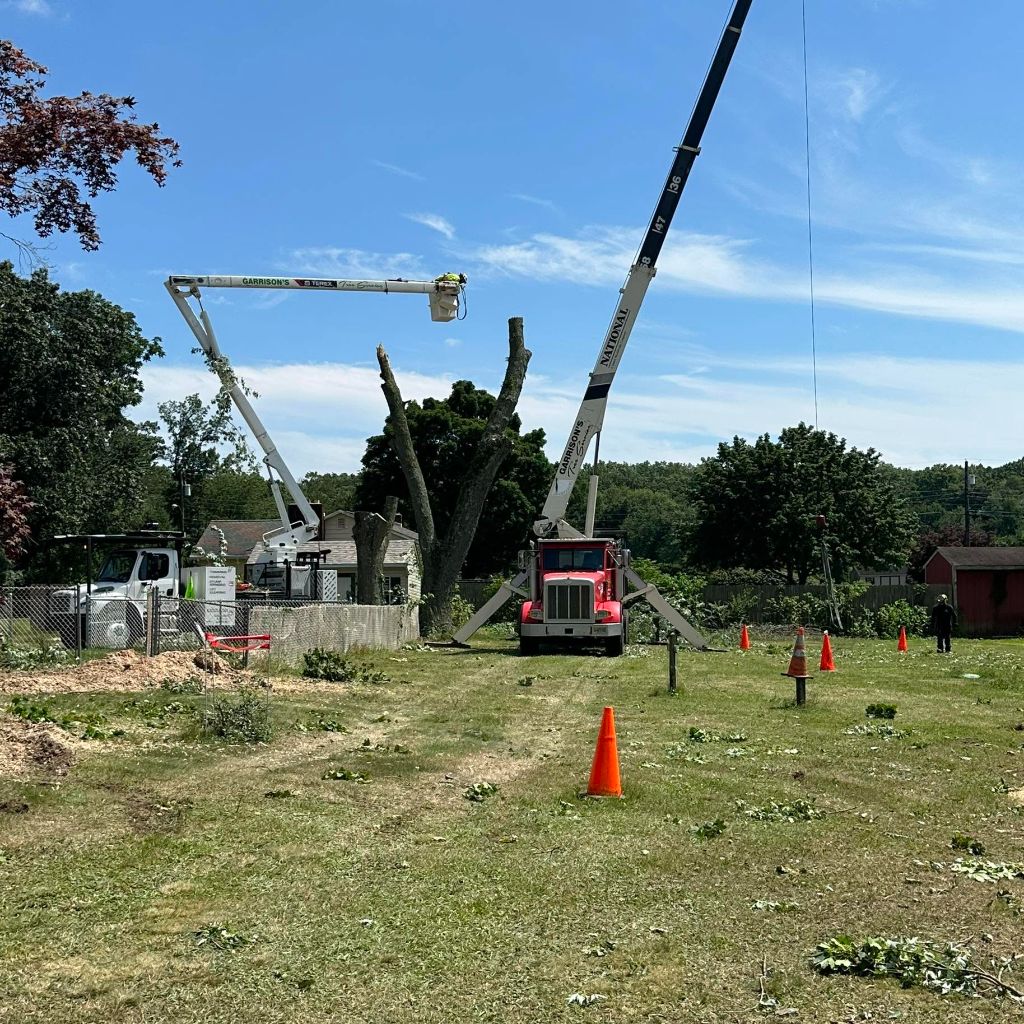 Two Garrison's Tree Service bucket trucks removing a large tree