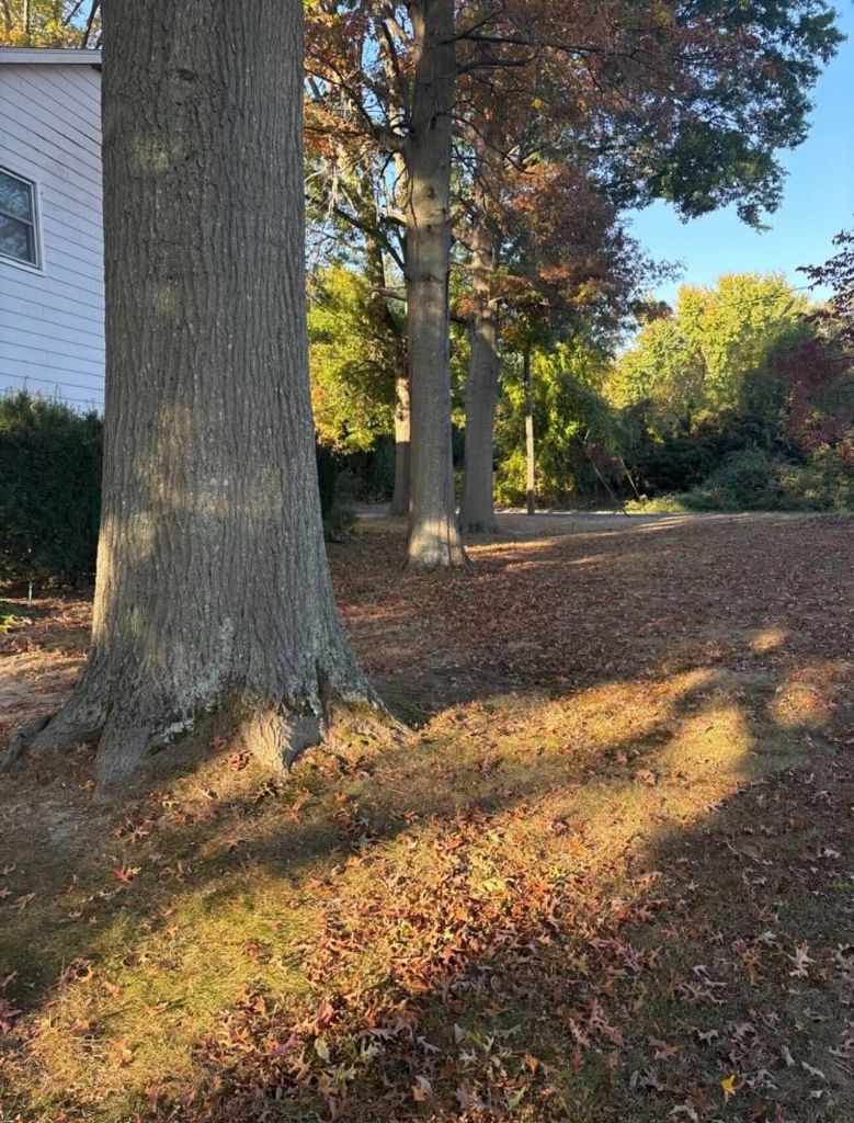 Mature oak trees in a well-maintained residential yard