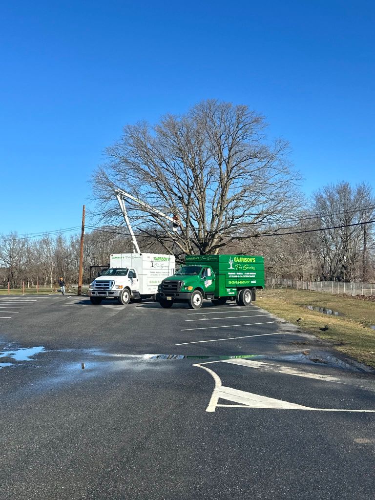 Garrison's Tree Service trucks working on a tree in a commercial parking lot